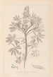 Herbier de la flore française Pl0206 - Louis Antoine Cusin — artwork view