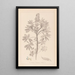 Herbier de la flore française Pl0206 - Louis Antoine Cusin — framed artwork on a wall