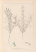 Herbier de la flore française Pl0208 - Louis Antoine Cusin — vista de la obra