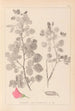 Herbier de la flore française Pl0210 - Louis Antoine Cusin — vista de la obra