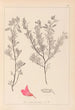 Herbier de la flore française Pl0211 - Louis Antoine Cusin — artwork view