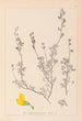 Herbier de la flore française Pl0212 - Louis Antoine Cusin — vista de la obra