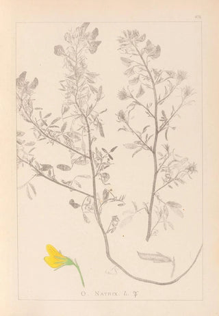 Louis Antoine Cusin - Herbier de la flore franaise Pl0213.webp