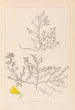 Herbier de la flore française Pl0215 - Louis Antoine Cusin — artwork view