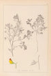 Herbier de la flore française Pl0216 - Louis Antoine Cusin — vista de la obra