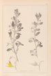 Herbier de la flore française Pl0217 - Louis Antoine Cusin — vista de la obra