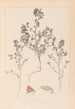 Herbier de la flore française Pl0220 - Louis Antoine Cusin — artwork view
