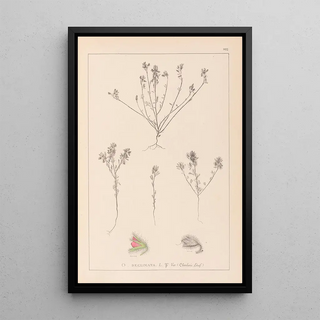 Louis Antoine Cusin - Herbier de la flore franaise Pl0221.webp