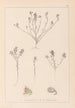 Herbier de la flore française Pl0221 - Louis Antoine Cusin — vista de la obra