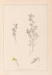 Herbier de la flore française Pl0222 - Louis Antoine Cusin — vista de la obra