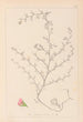 Herbier de la flore française Pl0224 - Louis Antoine Cusin — vista de la obra