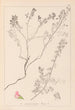 Herbier de la flore française Pl0225 - Louis Antoine Cusin — vista de la obra