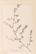 Herbier de la flore française Pl0226 - Louis Antoine Cusin — artwork view