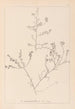Herbier de la flore française Pl0227 - Louis Antoine Cusin — vista de la obra