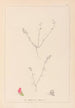 Herbier de la flore française Pl0228 - Louis Antoine Cusin — vista de la obra