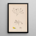 Herbier de la flore française Pl0230 - Louis Antoine Cusin — cuadro enmarcado en la pared