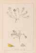Herbier de la flore française Pl0230 - Louis Antoine Cusin — vista de la obra