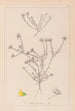 Herbier de la flore française Pl0232 - Louis Antoine Cusin — vista de la obra