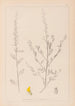 Herbier de la flore française Pl0235 - Louis Antoine Cusin — vista de la obra