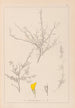 Herbier de la flore française Pl0236 - Louis Antoine Cusin — artwork view