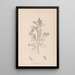 Herbier de la flore française Pl0237 - Louis Antoine Cusin — framed artwork on a wall