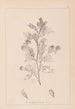 Herbier de la flore française Pl0237 - Louis Antoine Cusin — artwork view