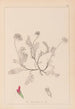 Herbier de la flore française Pl0238 - Louis Antoine Cusin — vista de la obra