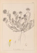 Herbier de la flore française Pl0239 - Louis Antoine Cusin — vista de la obra