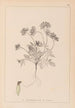 Herbier de la flore française Pl0240 - Louis Antoine Cusin — vista de la obra