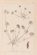 Herbier de la flore française Pl0241 - Louis Antoine Cusin — vista de la obra
