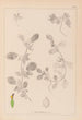 Herbier de la flore française Pl0243 - Louis Antoine Cusin — artwork view