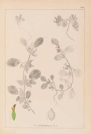Louis Antoine Cusin - Herbier de la flore franaise Pl0243.webp
