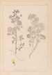French flora herbarium painting Pl0245 - Louis Antoine Cusin — artwork view