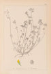Herbier de la flore française Pl0247 - Louis Antoine Cusin — vista de la obra