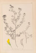 Herbier de la flore française Pl0249 - Louis Antoine Cusin — vista de la obra