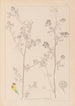 Herbier de la flore française Pl0251 - Louis Antoine Cusin — artwork view