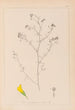 Herbier de la flore française Pl0253 - Louis Antoine Cusin — vista de la obra