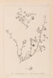 Herbier de la flore française Pl0256 - Louis Antoine Cusin — vista de la obra