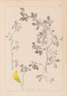 Herbier de la flore française Pl0258 - Louis Antoine Cusin — vista de la obra