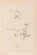 Herbier de la flore française Pl0261 - Louis Antoine Cusin — vista de la obra