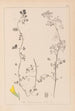 Herbier de la flore française Pl0266 - Louis Antoine Cusin — artwork view
