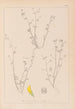 French flora herbarium painting Pl0267 - Louis Antoine Cusin — artwork view