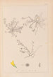 Herbier de la flore française Pl0268 - Louis Antoine Cusin — vista de la obra