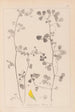Herbier de la flore française Pl0269 - Louis Antoine Cusin — artwork view