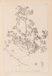 Herbier de la flore française Pl0270 - Louis Antoine Cusin — vista de la obra