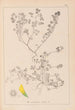 Herbier de la flore française Pl0272 - Louis Antoine Cusin — artwork view