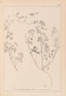 Herbier de la flore française Pl0273 - Louis Antoine Cusin — vista de la obra