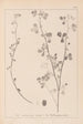 Herbier de la flore française Pl0274 - Louis Antoine Cusin — vista de la obra