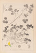 Herbier de la flore française Pl0276 - Louis Antoine Cusin — vista de la obra