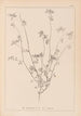 Herbier de la flore française Pl0278 - Louis Antoine Cusin — vista de la obra